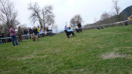 Klubová výstava - Liptovská Sielnica - 14.04.2012 - V2 Res. CAC